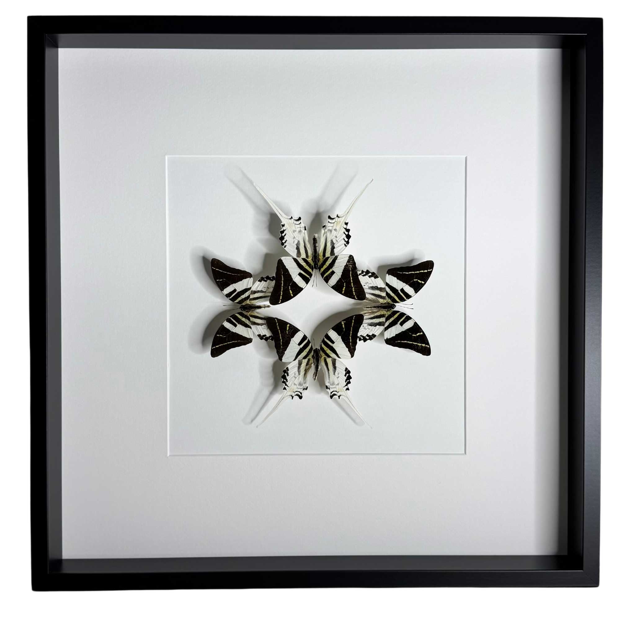 Spectrum of nature - Graphium Androcles - Zwaardstaartvlinder - 50 x 50cm
